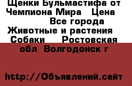 Щенки Бульмастифа от Чемпиона Мира › Цена ­ 1 000 - Все города Животные и растения » Собаки   . Ростовская обл.,Волгодонск г.